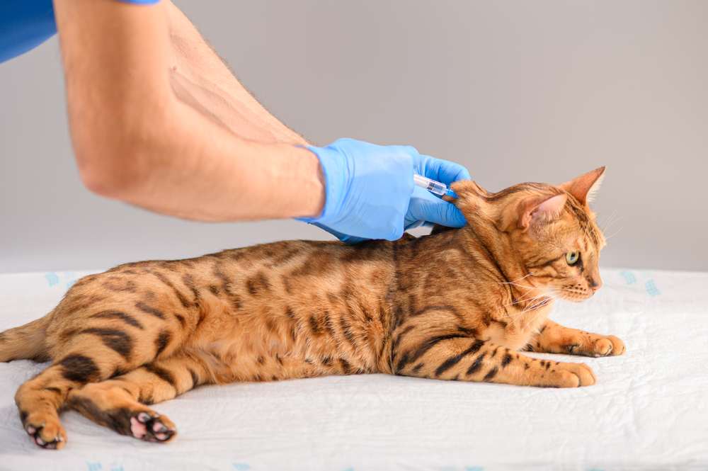 Tierarzt verwendet eine Spritze, um Bengalkatze zu impfen