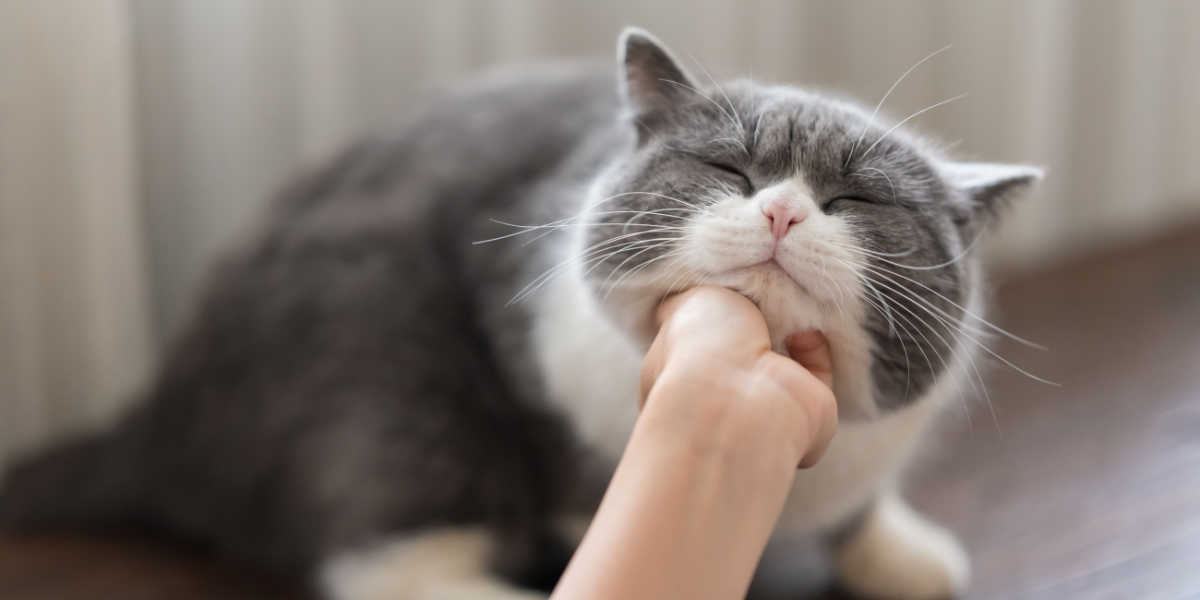 Frau berührt das Kinn einer Katze