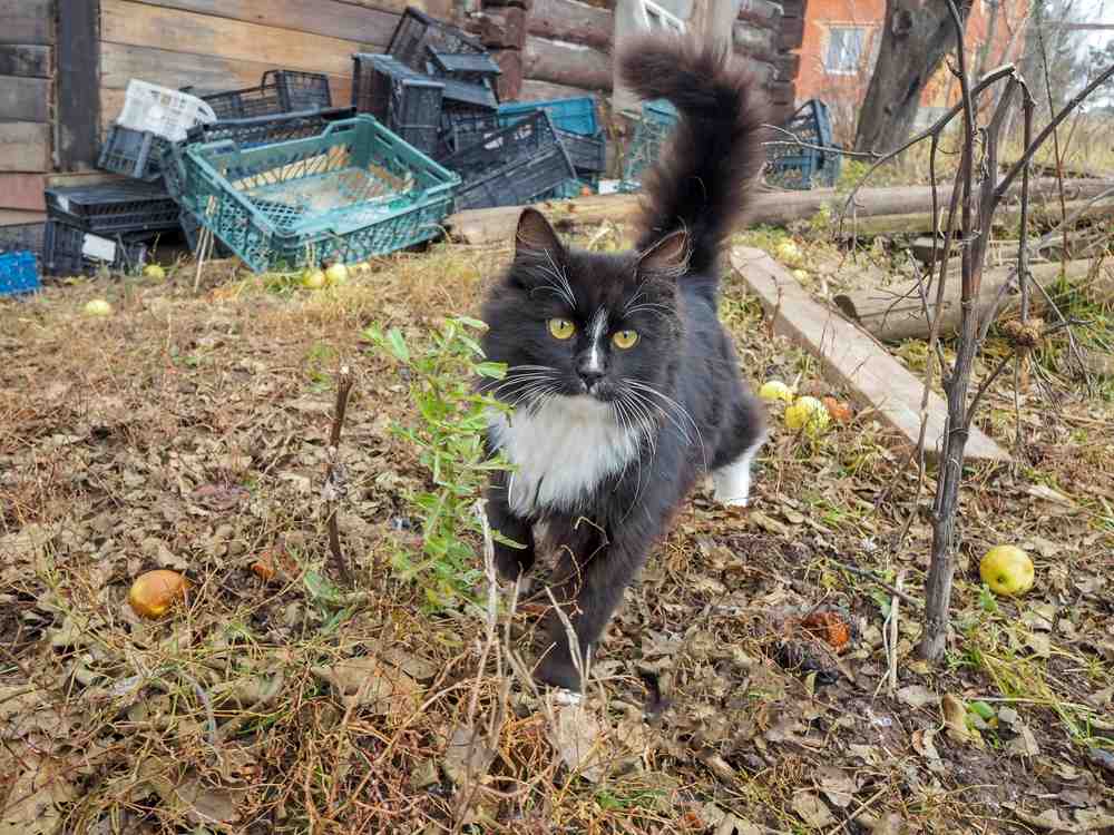 Eine schwarz-weiße Katze geht