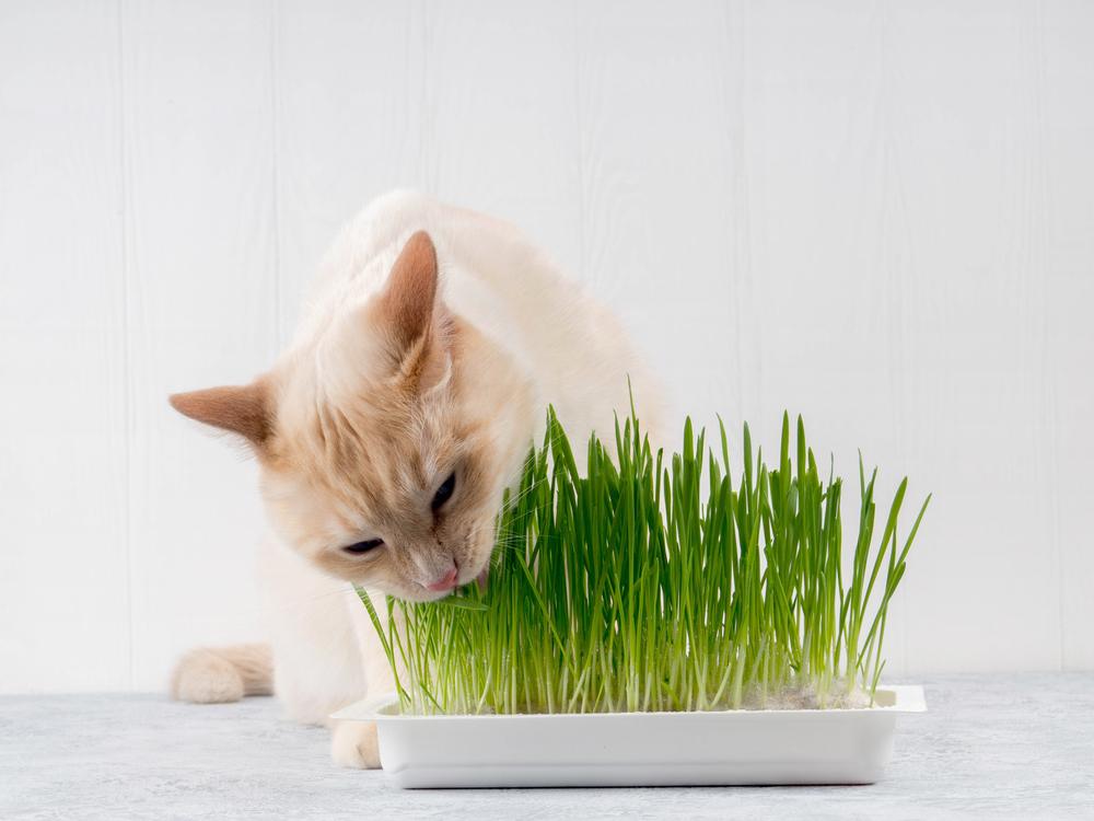 Eine Katze frisst vergnügt frisches grünes Gras und zeigt damit ihr natürliches Verhalten, Grünzeug zur Unterstützung der Verdauung und des Wohlbefindens aufzunehmen.