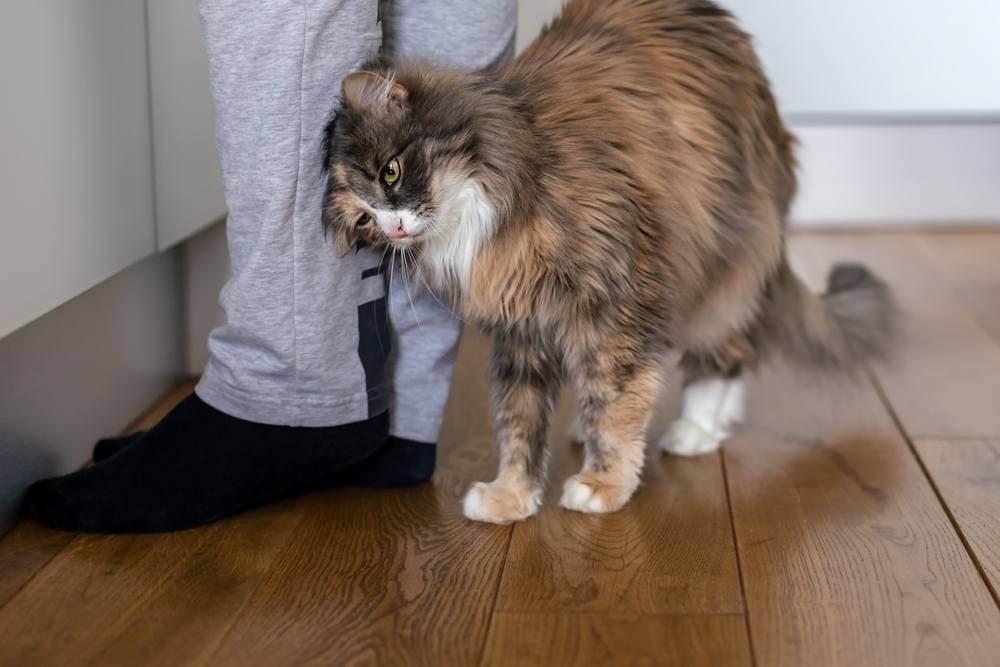 Eine Katze reibt sich liebevoll an den Beinen eines Menschen und zeigt durch körperliche Interaktion ihr soziales und freundliches Wesen.