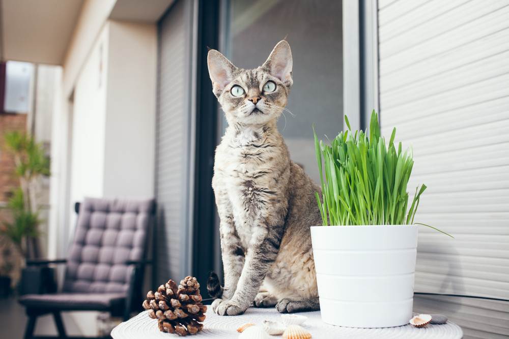 Devon Rex Katze sitzt