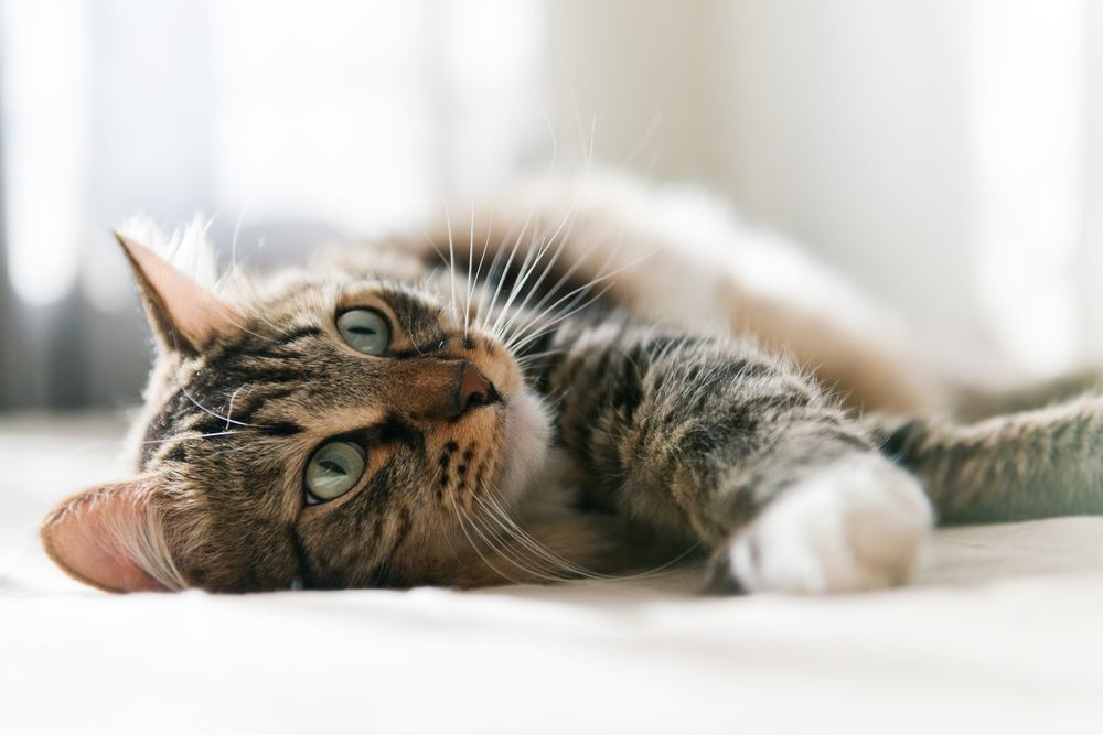 Ein heiteres Bild einer grauen Katze, die friedlich auf einem Bett ruht und Entspannung und Zufriedenheit verkörpert.