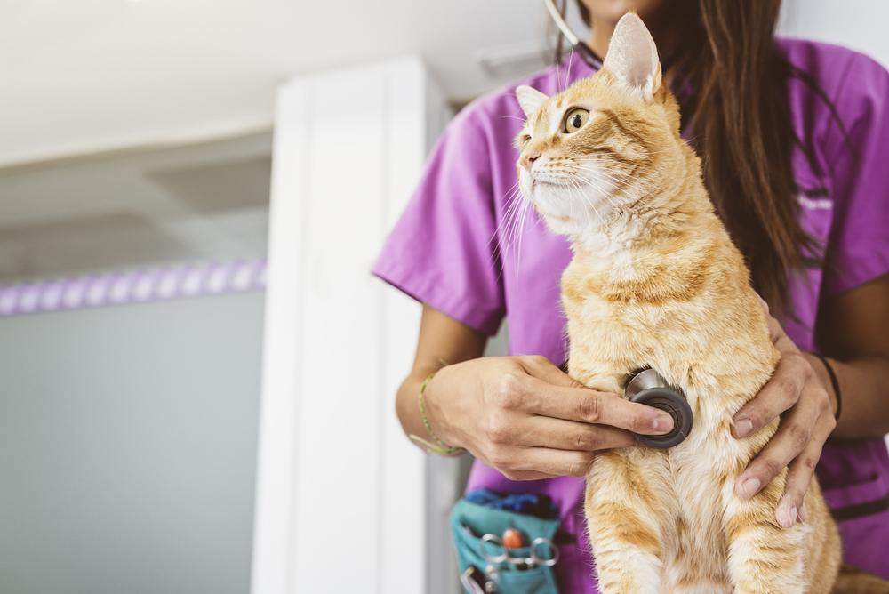 Tierarzt untersucht eine süße, schöne Katze