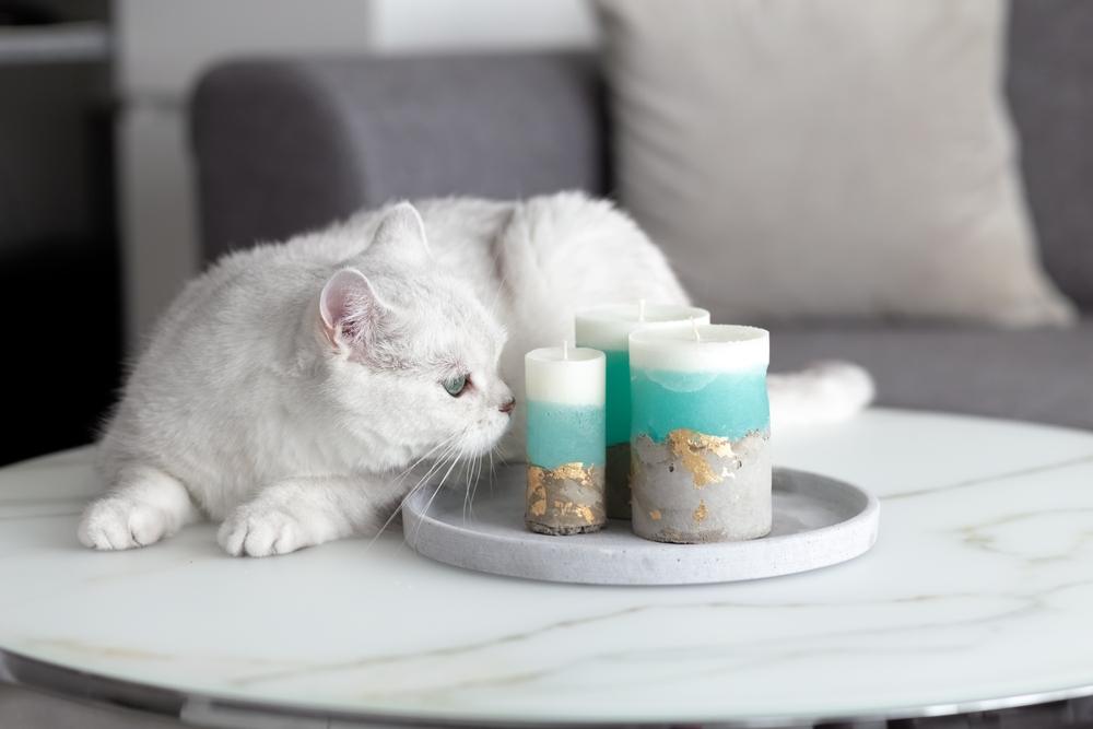 Eine weiße britische Katze steht in einem Zimmer auf einem Tisch, schnuppert neugierig an Kerzen und stellt damit ihre neugierige Natur zur Schau.