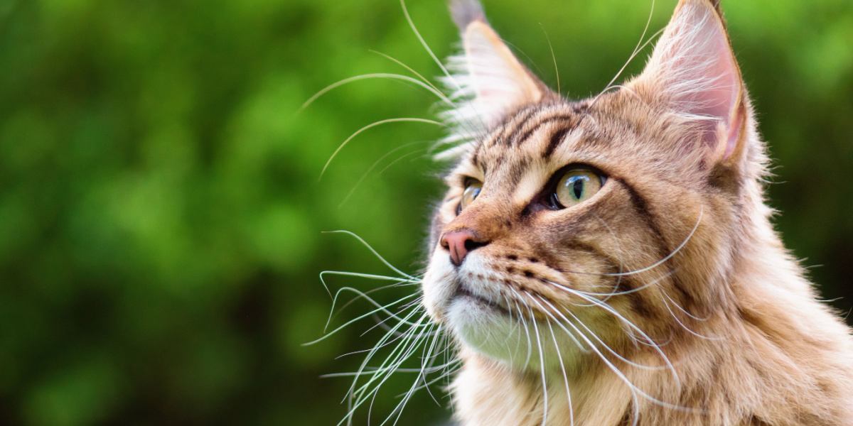 Ein Bild, das die beeindruckende Präsenz einer schwarz getigerten Maine-Coon-Katze mit ihrem majestätischen Fell und der charakteristischen Tabby-Zeichnung hervorhebt.