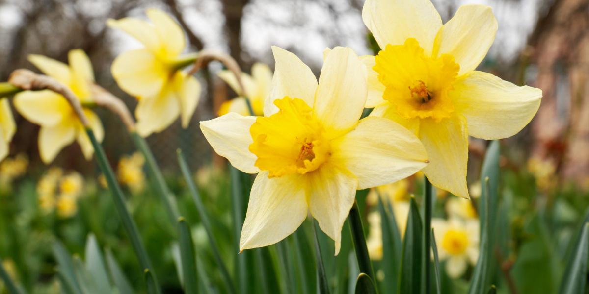 Kräftige Narzissen in voller Blüte, die in einem Garten gedeihen und der Landschaft einen Farbtupfer verleihen.