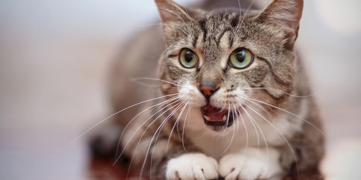 Eine neugierige Katze mit erhobener Nase ist damit beschäftigt, die Gerüche in ihrer Umgebung einzuschnuppern. Sie stellt damit ihren ausgeprägten Geruchssinn zur Schau, der bei der Wahrnehmung der Welt durch eine Katze eine entscheidende Rolle spielt.