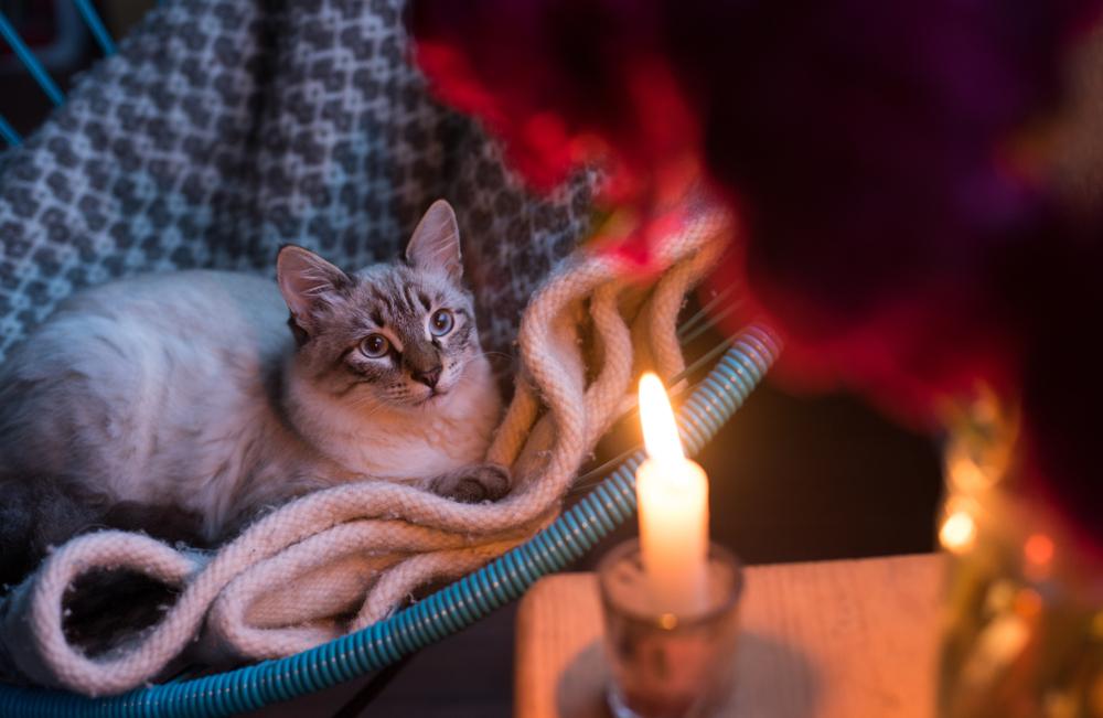 eine Katze auf einer Decke, die neugierig in das flackernde Kerzenlicht blickt und eine warme und gemütliche Atmosphäre schafft.