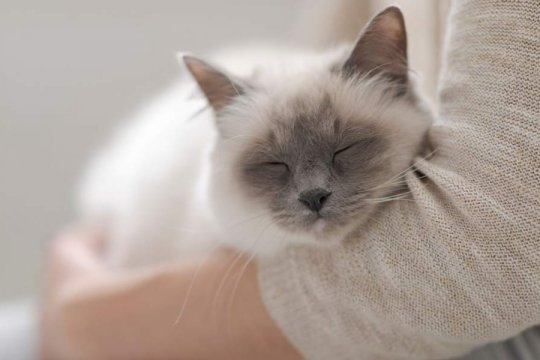 So helfen Sie einer Katze mit Trennungsangst