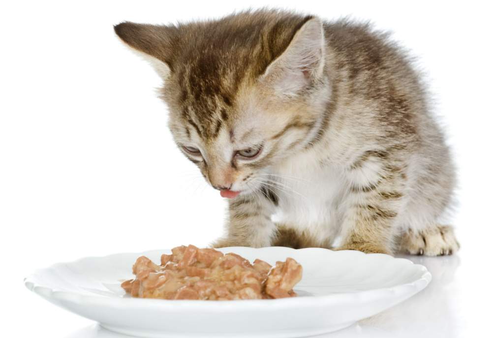 Kätzchen frisst Katzenfutter