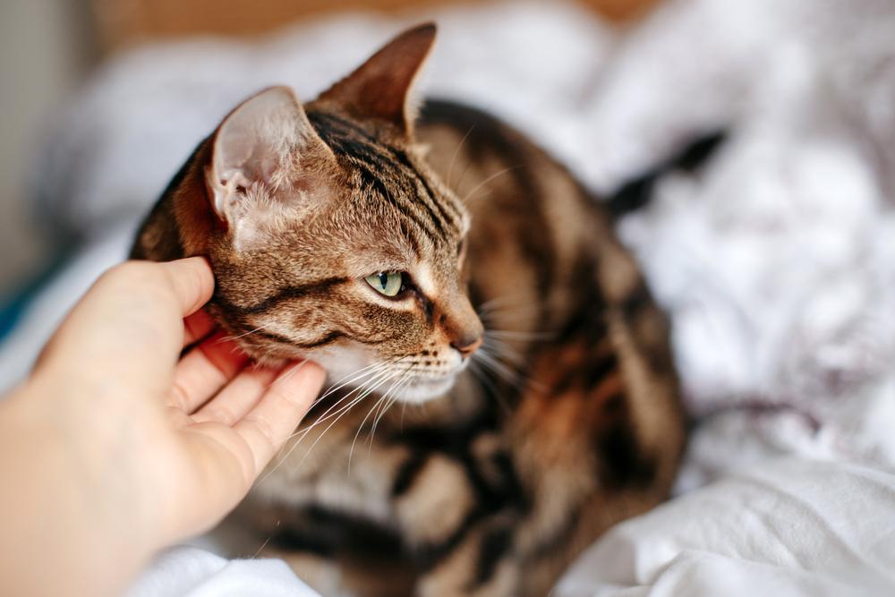 Ein informatives Bild, das die Anzeichen von Stress bei Katzen hervorhebt und Abbildungen von häufigen stressbedingten Verhaltensweisen und Ausdrücken zeigt, um den Betrachter zu ermutigen, das Wohlbefinden seiner Katzengefährten besser zu verstehen und sich darum zu kümmern.