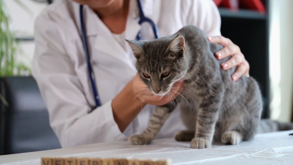 Ein Bild, das einen Tierarzt zeigt, der sanft eine kranke Katze hält