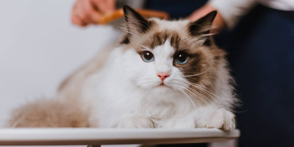 Bild einer Frau, die eine Ragdoll-Katze kämmt und damit die Pflege und Aufmerksamkeit zeigt, die diese anhänglichen Katzen verdienen