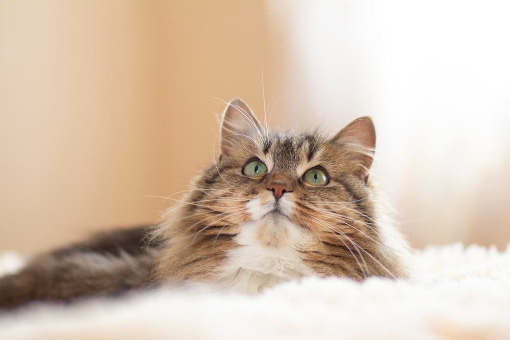 Ein Bild, das den jugendlichen Charme einer flauschigen rotbraunen Sibirischen Katze einfängt und ihr leuchtendes Fell und ihren liebenswerten Ausdruck zur Geltung bringt.