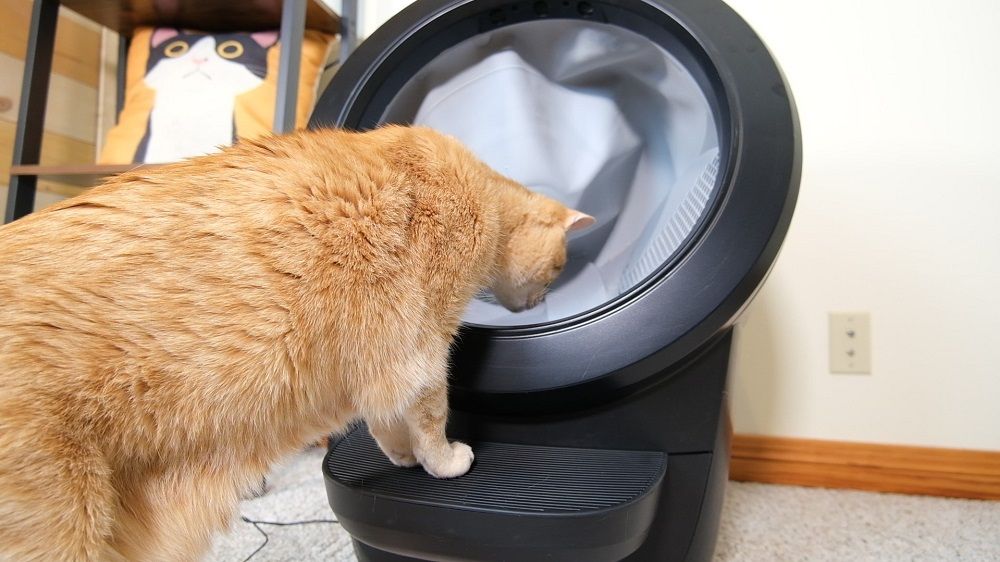 Eine Katze steht vor einem Litter Robot 4