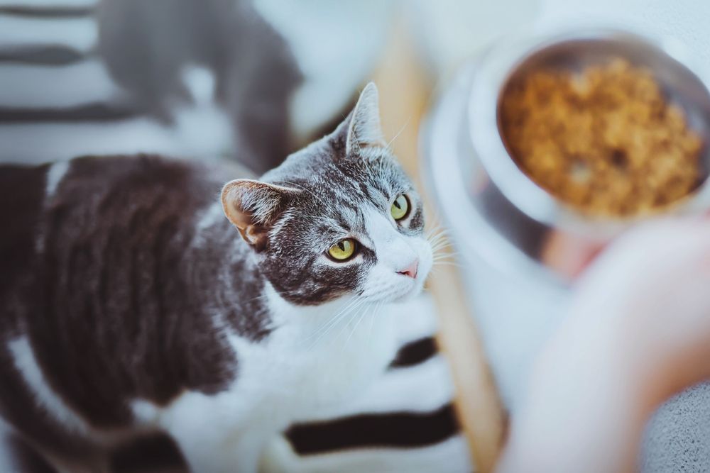 Entzückende gestreifte Hauskatze mit gelben Augen starrt auf eine Schüssel mit Essen