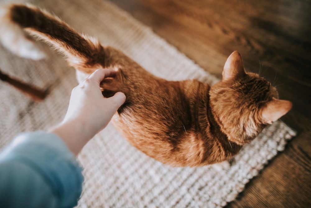 Eine Person streichelt eine orangefarbene Katze auf einem Teppich