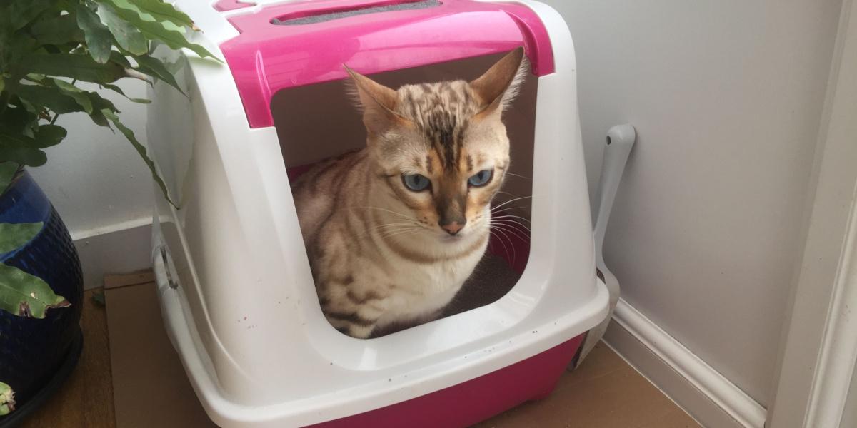 Bengalkatze zeigt, wie sie die Katzentoilette richtig benutzt