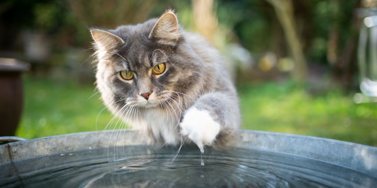 Blau getigerte und weiße Maine Coon Katze interagiert spielerisch mit Wasser