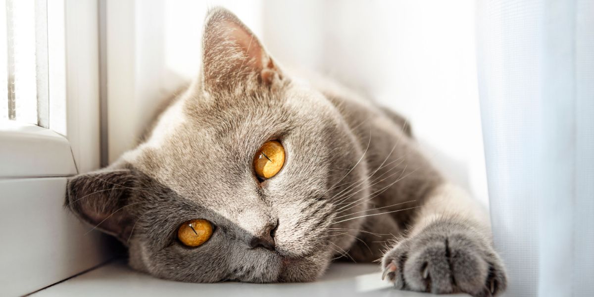 Britische Katze sonnt sich, liegt friedlich auf der Fensterbank und genießt einen Moment der Wärme und Entspannung