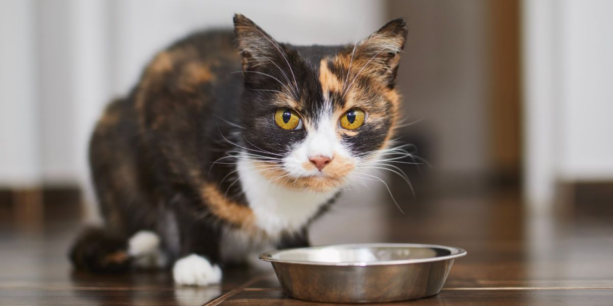 Süße braune Katze frisst zu Hause aus einer Metallschüssel