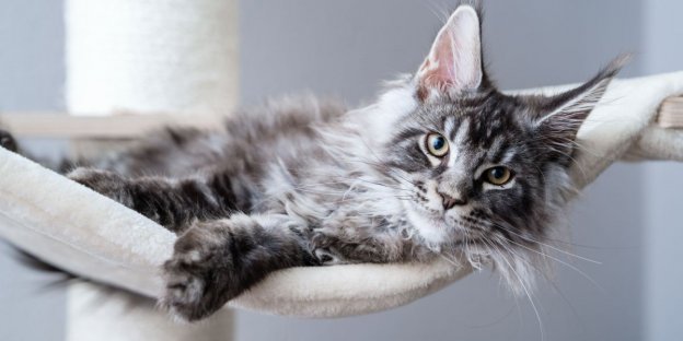 Die 175 besten Maine-Coon-Katzennamen