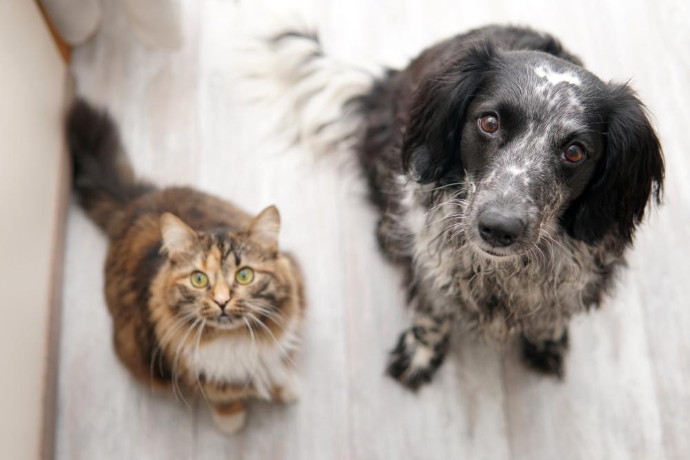 Hund und Katze sitzen auf dem Boden