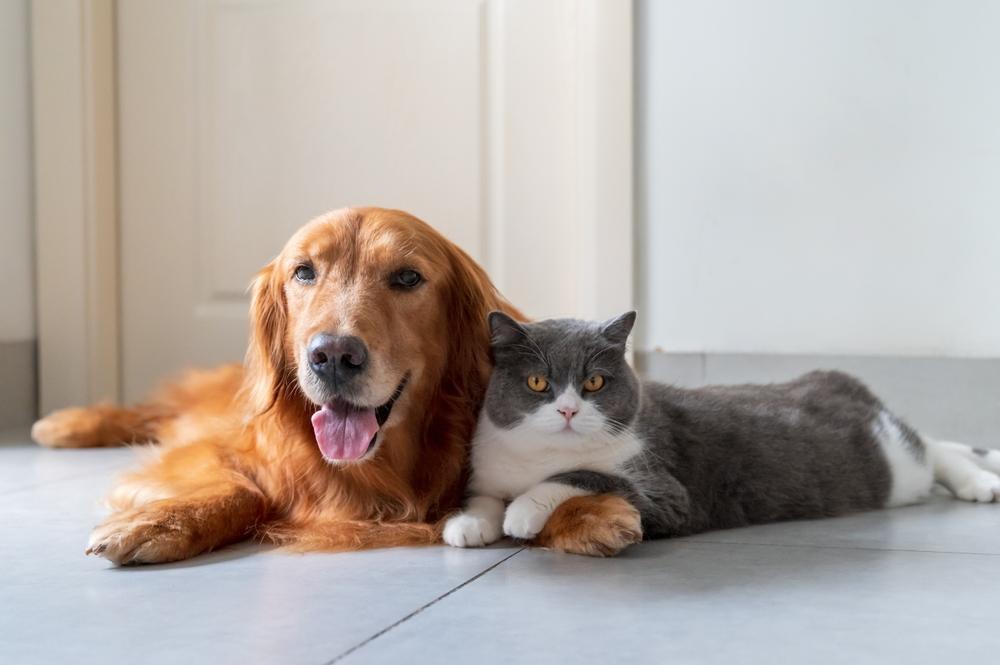 Golden Retriever und Britisch Kurzhaar vertragen sich