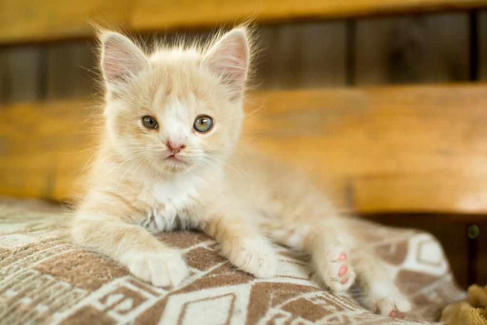 Kätzchen mit einem Geburtsfehler, was die Einzigartigkeit und die besondere Pflege unterstreicht, die solche Katzen oft benötigen