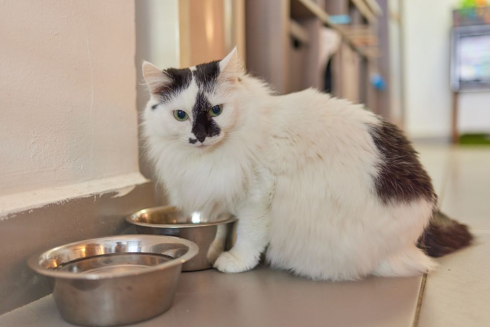 Maine Coon Katze steht neben einem Wassernapf