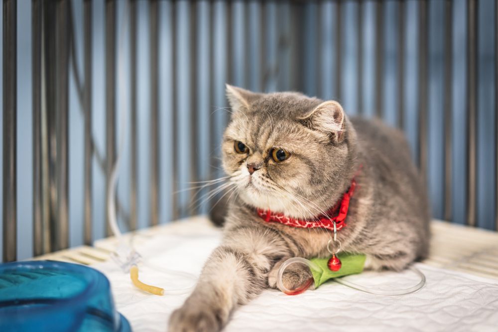 Scottish Fold-Katze unterzieht sich in einer Tierklinik einer intravenösen Flüssigkeitstherapie