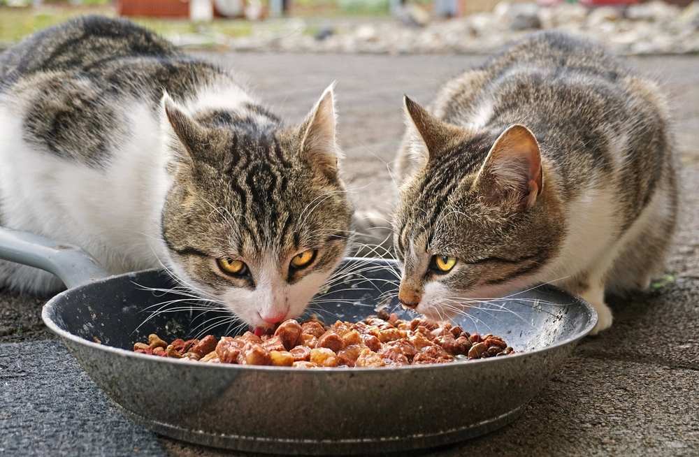 Zwei Kätzchen essen Abendessen in angenehmer Umgebung