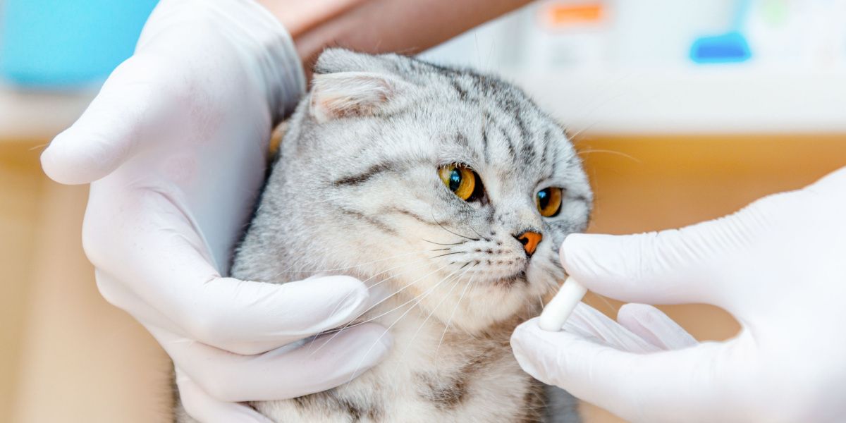 Tierarzt gibt Katze Medikamente