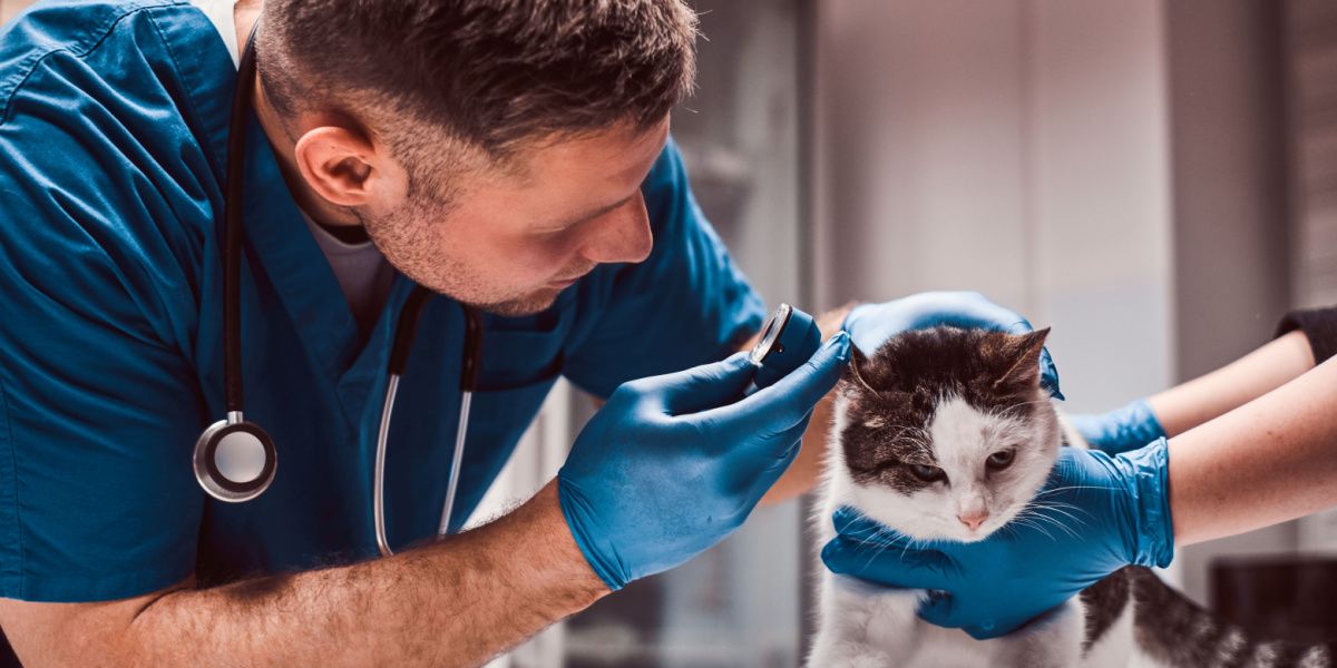 Bild zeigt einen Tierarzt bei der Untersuchung einer Mittelohrentzündung bei einer Katze