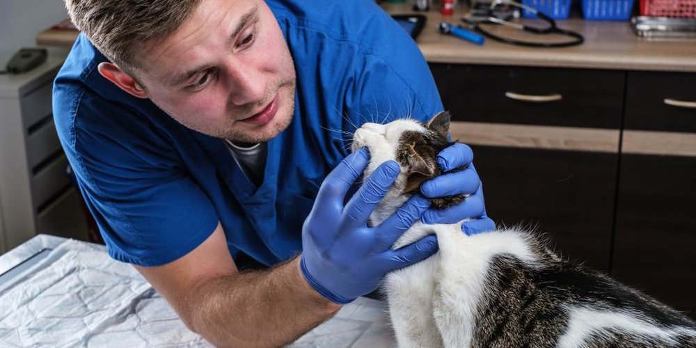 Tierarzt untersucht Zähne einer Katze