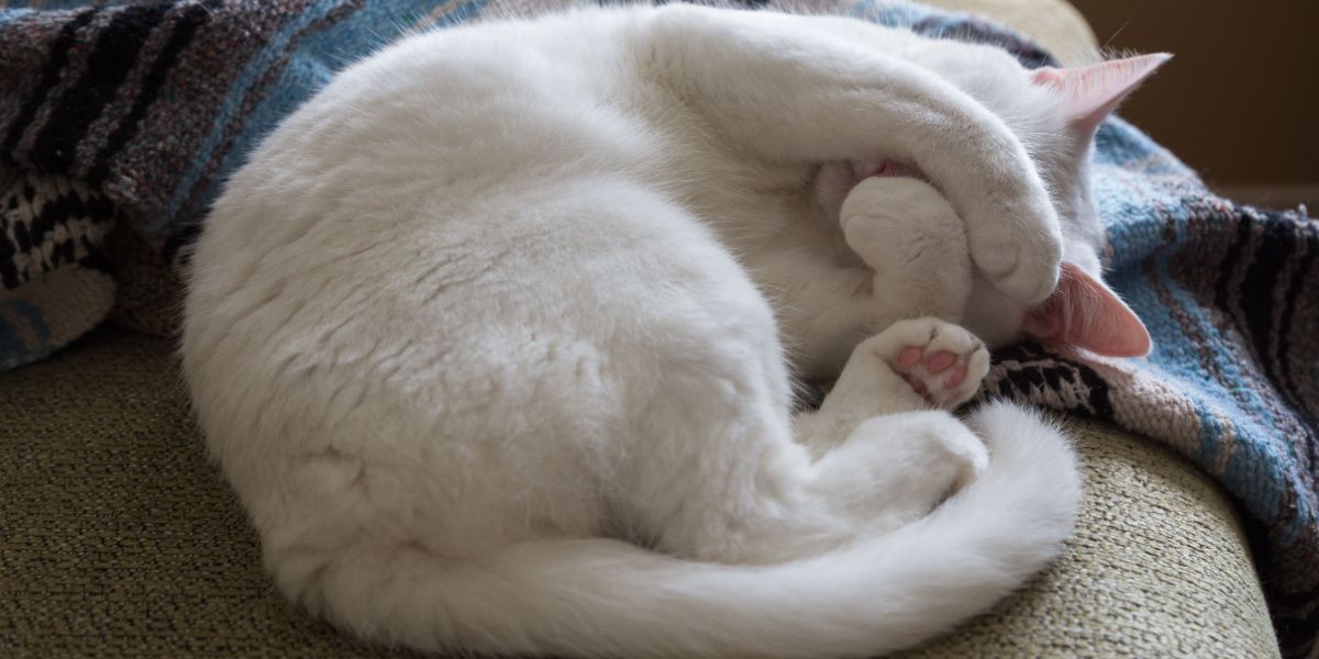 Weiße Katze zusammengerollt auf einem Sofa mit Pfoten vor dem Gesicht