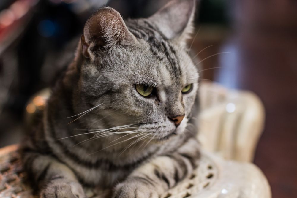 Eine grau getigerte Katze, die auf einem Stuhl sitzt.