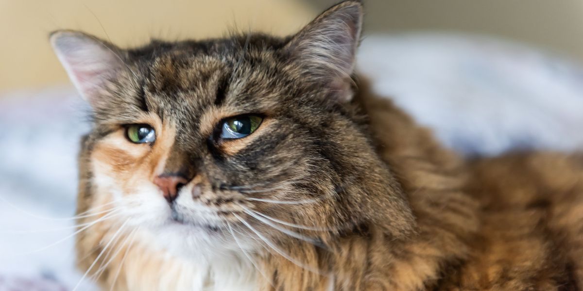 Foto einer dreifarbigen Maine Coon Katze mit sichtbarem dritten Augenlid