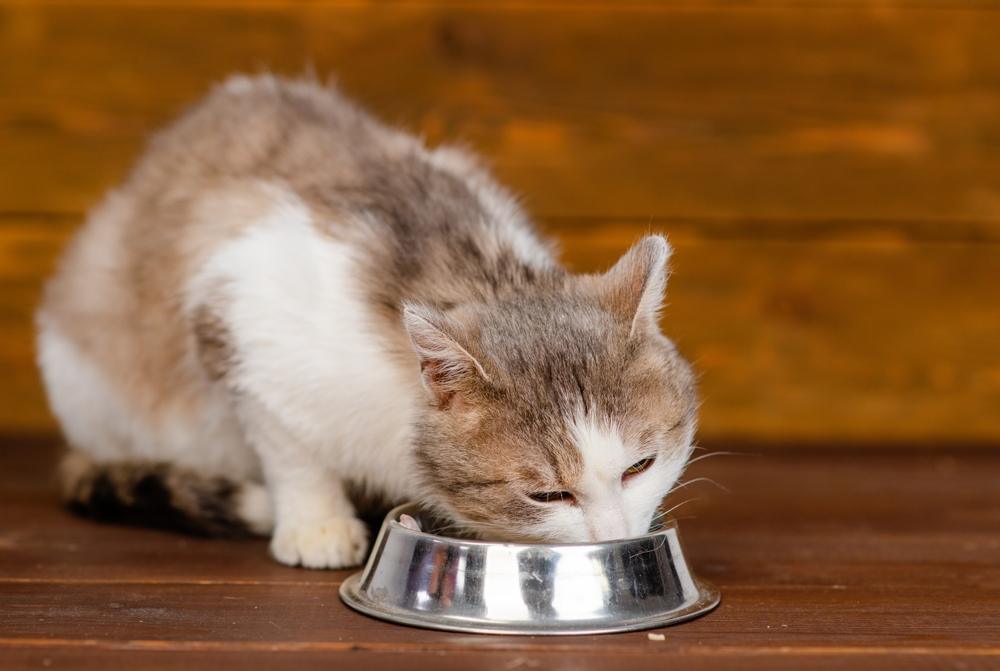 Katze frisst aus einem Napf, ein typischer und wesentlicher Bestandteil der täglichen Routine einer Katze