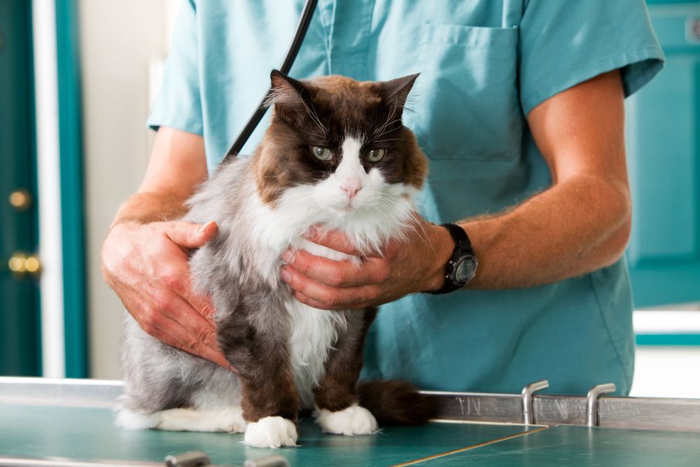 Katze beim Check-up