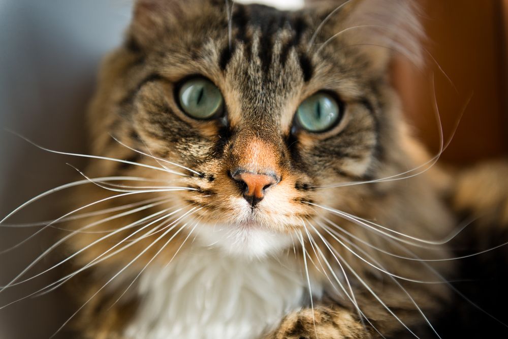 Faszinierendes Bild einer Katze, die direkt in die Kamera blickt