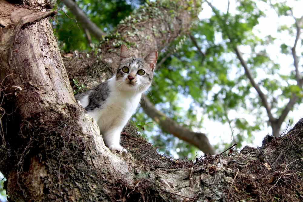 Katze schaut etwas von weitem an