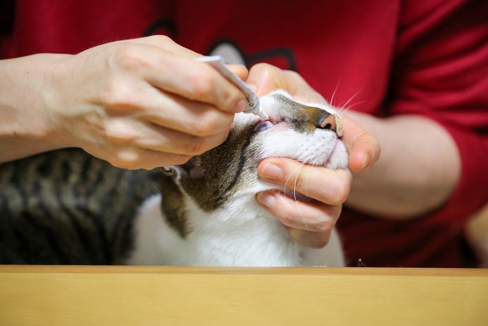 Terramycin für Katzen: Katzenbesitzer tragen Augensalbe auf ihre Katze auf