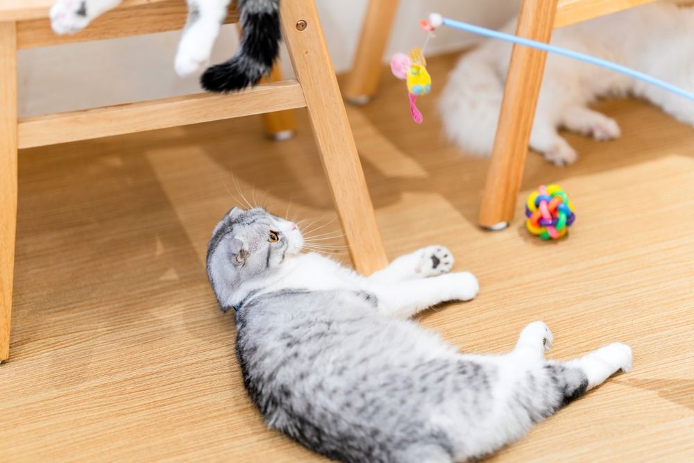 Katze spielt mit Spielzeug