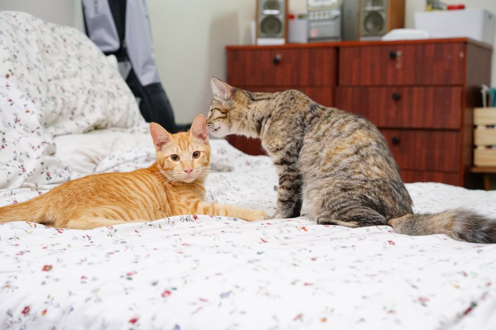 Katze riecht am Ohr einer anderen Katze