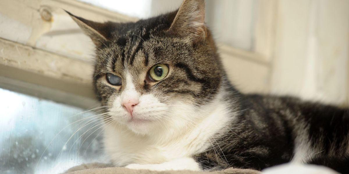 Foto einer Katze mit sichtbarem Katarakt auf einem Auge, das eine Augenerkrankung veranschaulicht, die das Sehvermögen von Katzen beeinträchtigt