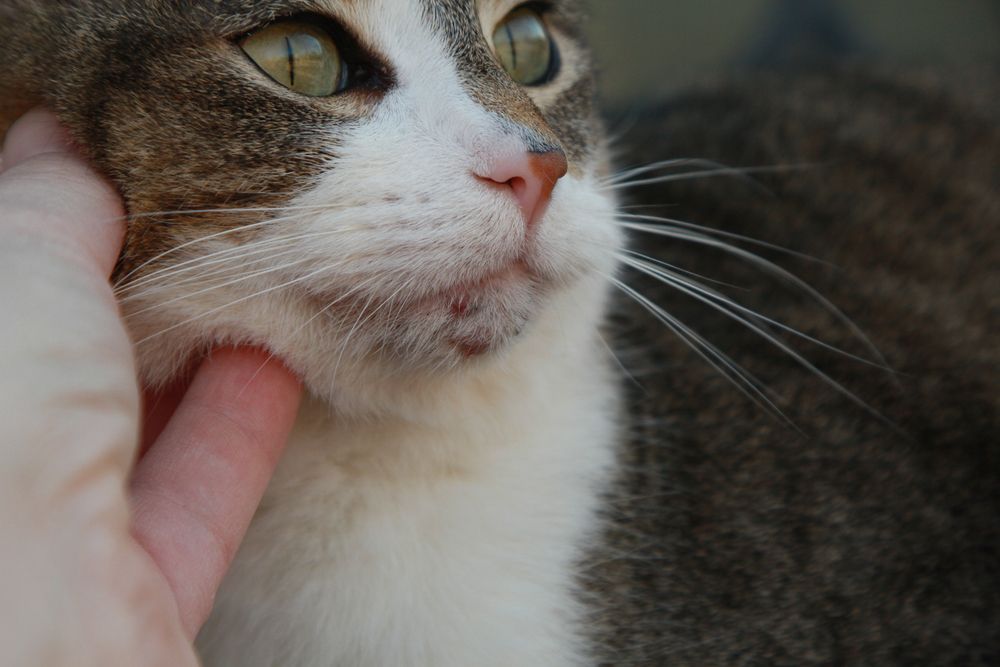 Katze mit sichtbarer Akne am Kinn