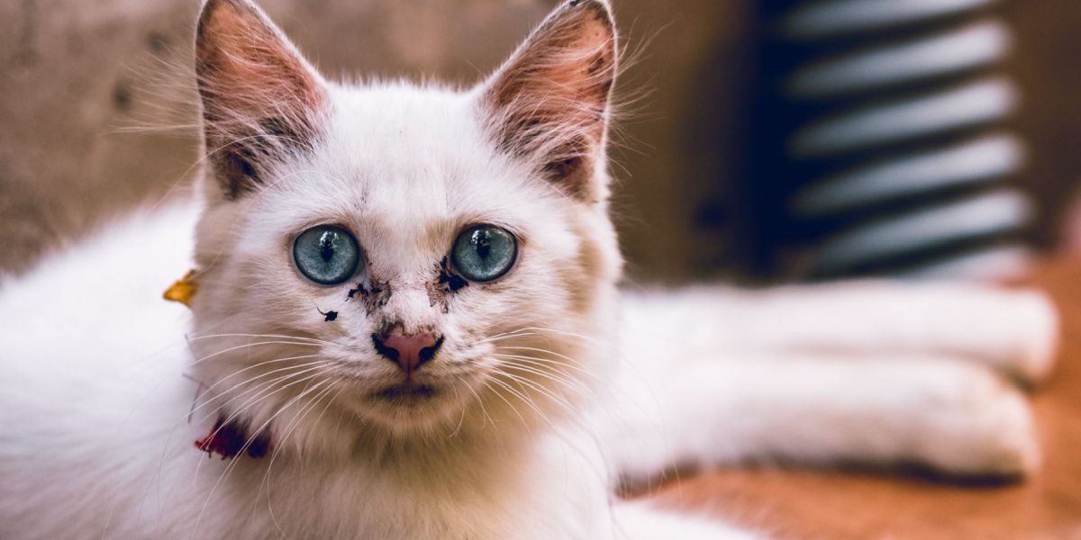 Foto einer Katze mit einem Augenpopel