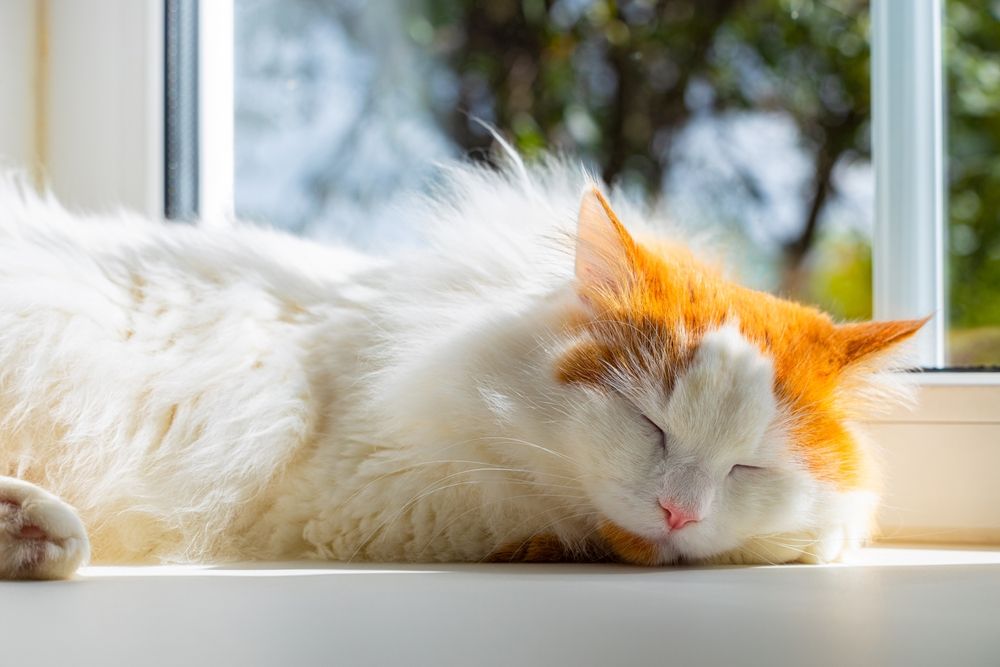 Hauskatze schläft friedlich auf der Fensterbank, versunken in einen ruhigen Schlummer, umrahmt von natürlichem Licht